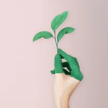 halb grün angemalte Hand hält grünes Blatt Zweig, rosa Hintergrund - halb grün angemalte Hand hält grünes Blatt Zweig, rosa Hintergrund